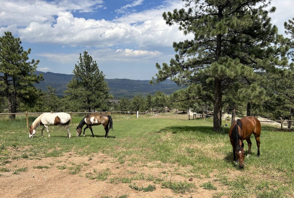 Spring Gulch horse property near Lyons Colorado with mountain views